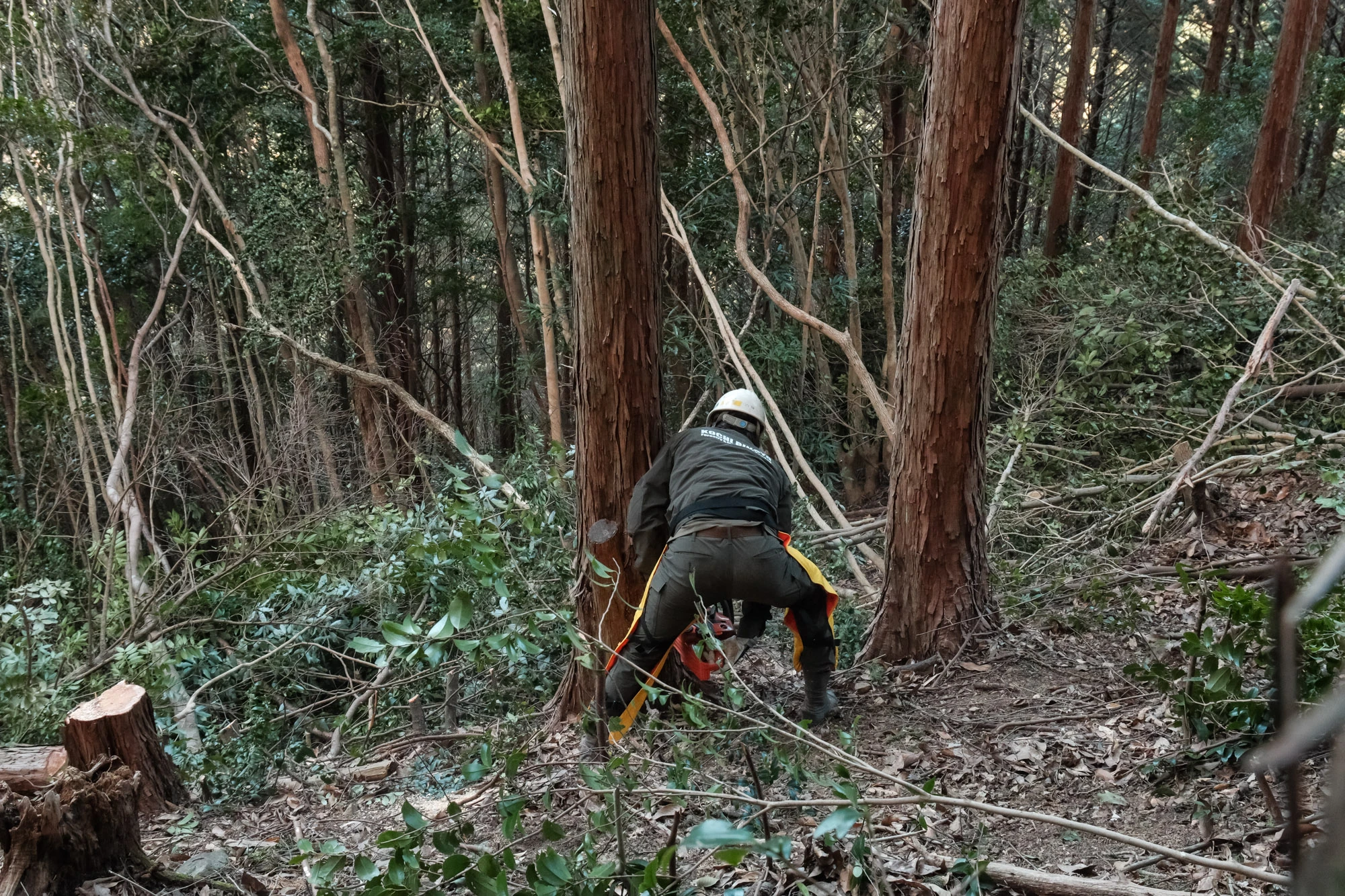 高知林業の採用情報