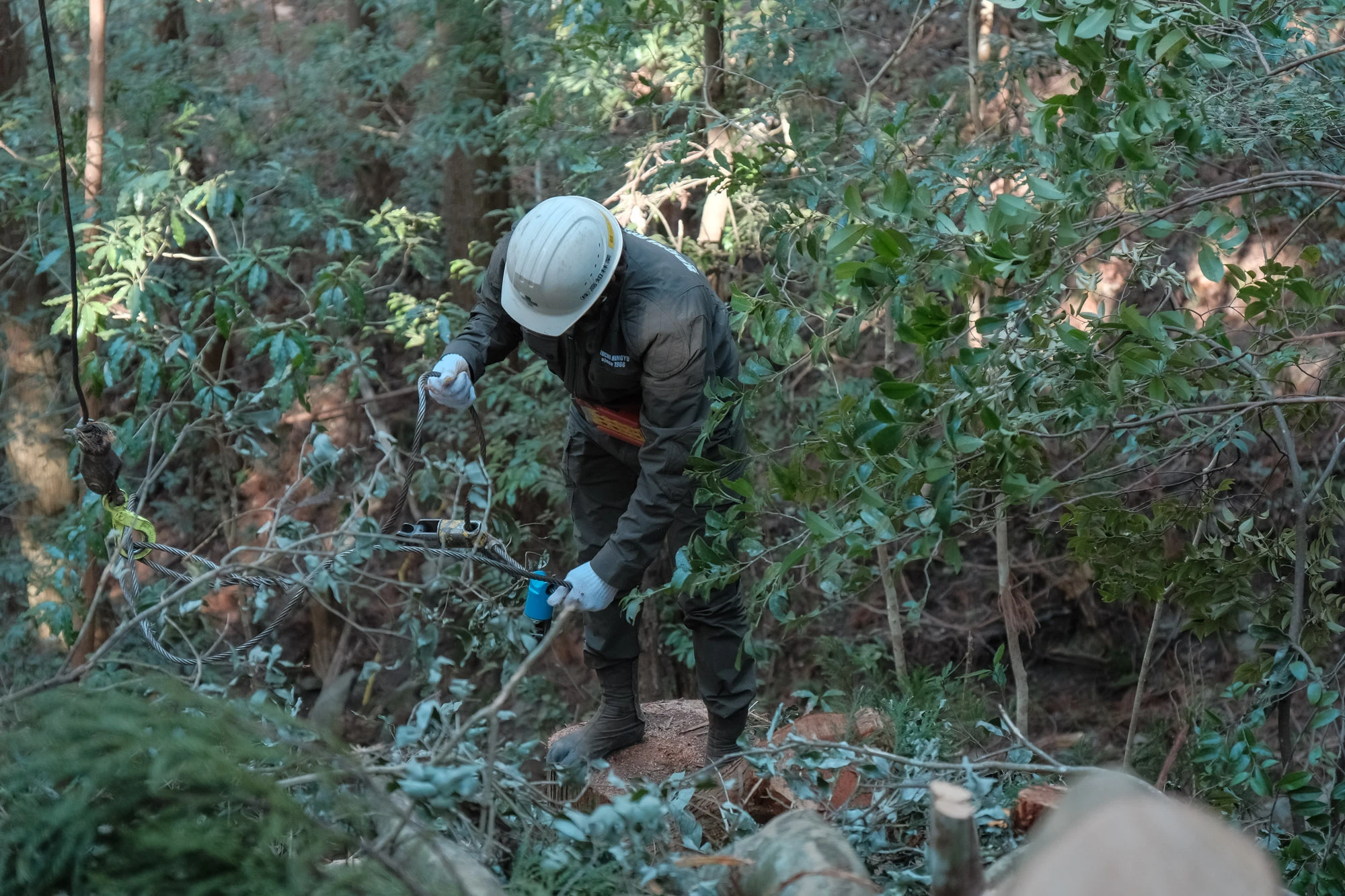 高知林業の仕事